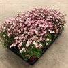SAXIFRAGA 12 CM  RÖD 1X12